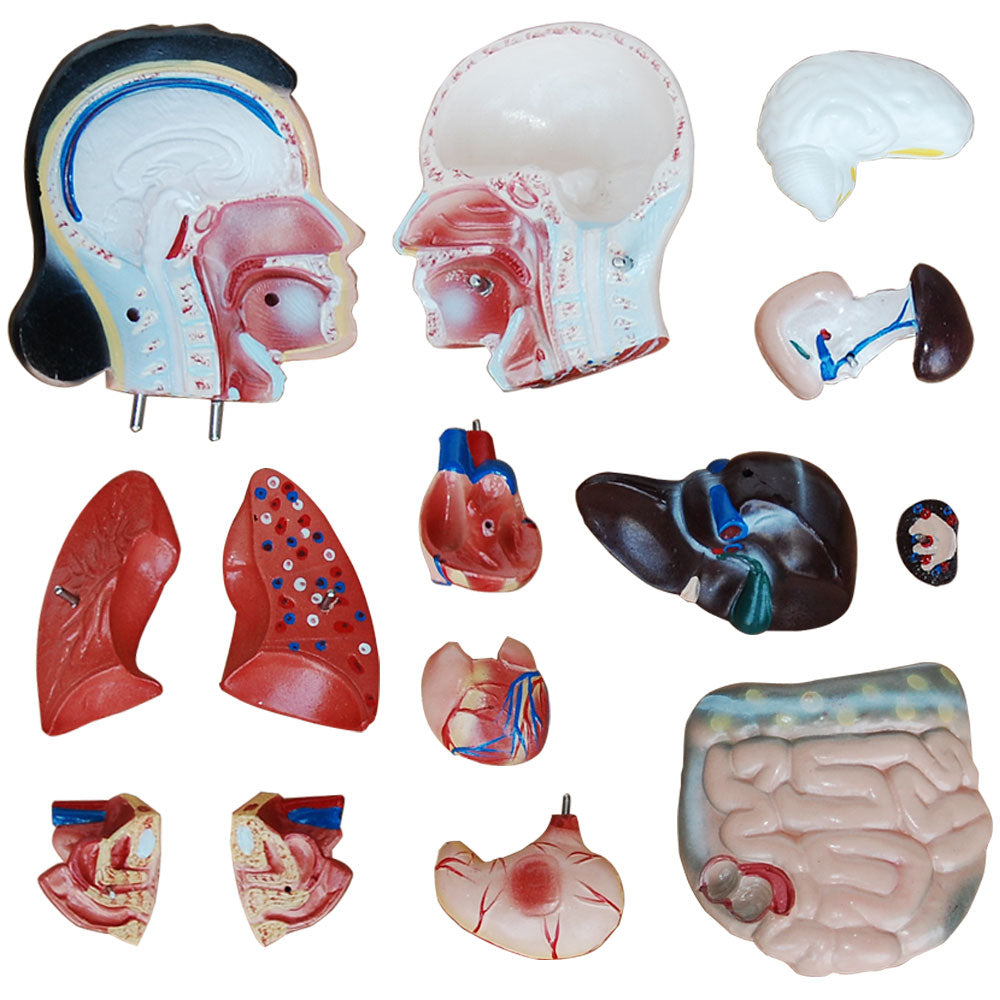 Female Torso Anatomical Model with 15 Parts - 42cm