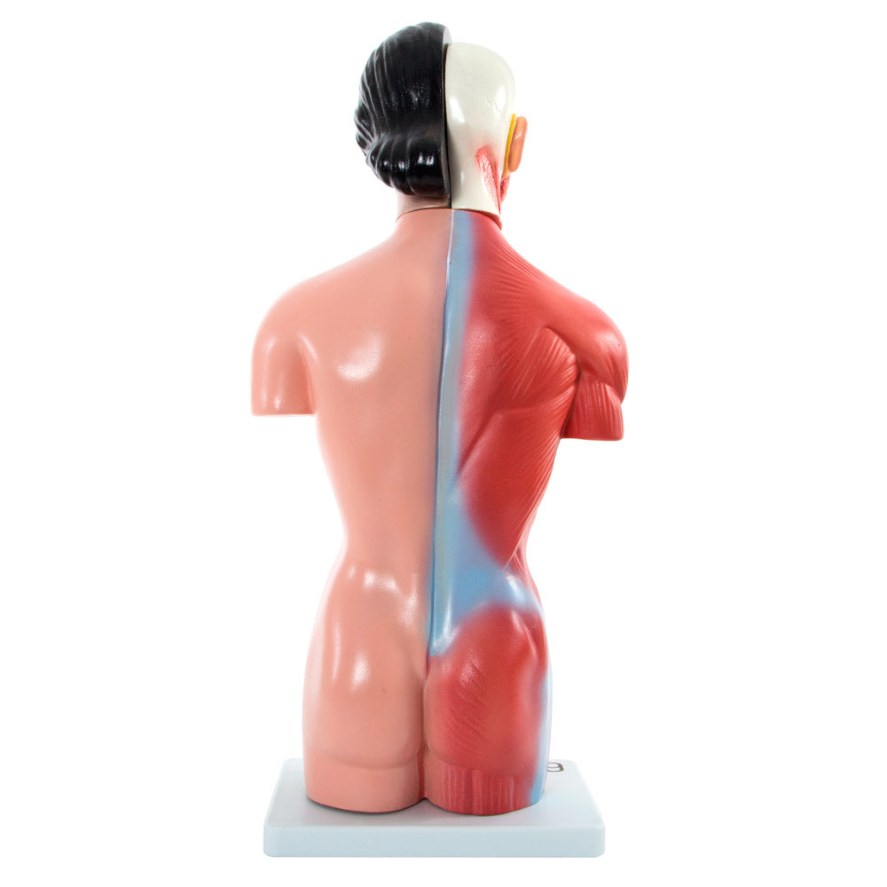 Female Torso Anatomical Model with 15 Parts - 42cm
