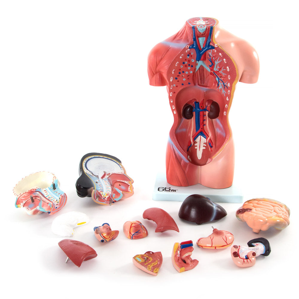 Female Torso Anatomical Model with 15 Parts - 42cm