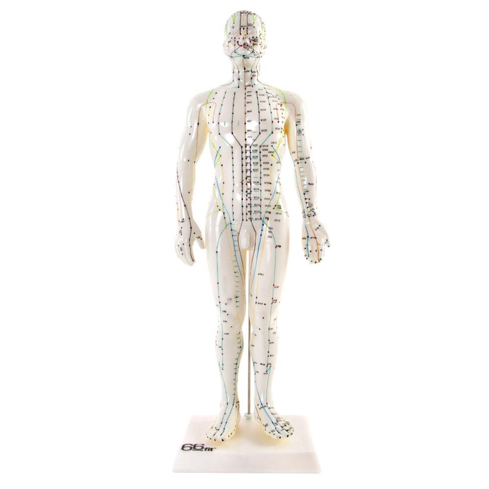Male Acupuncture Model 50cm for Teaching and Training