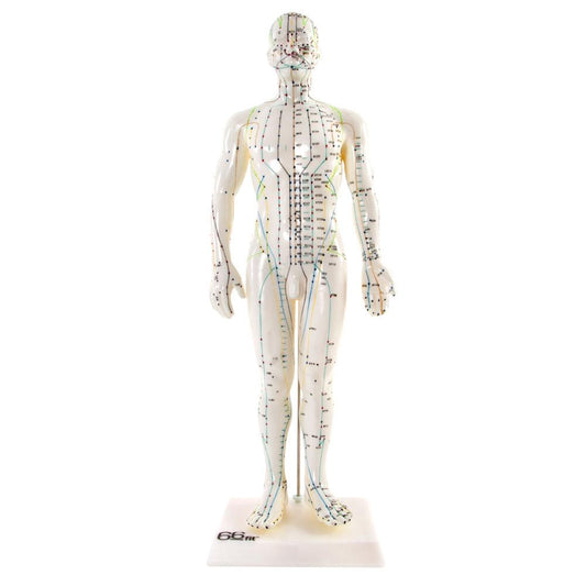 Male Acupuncture Model 50cm for Teaching and Training