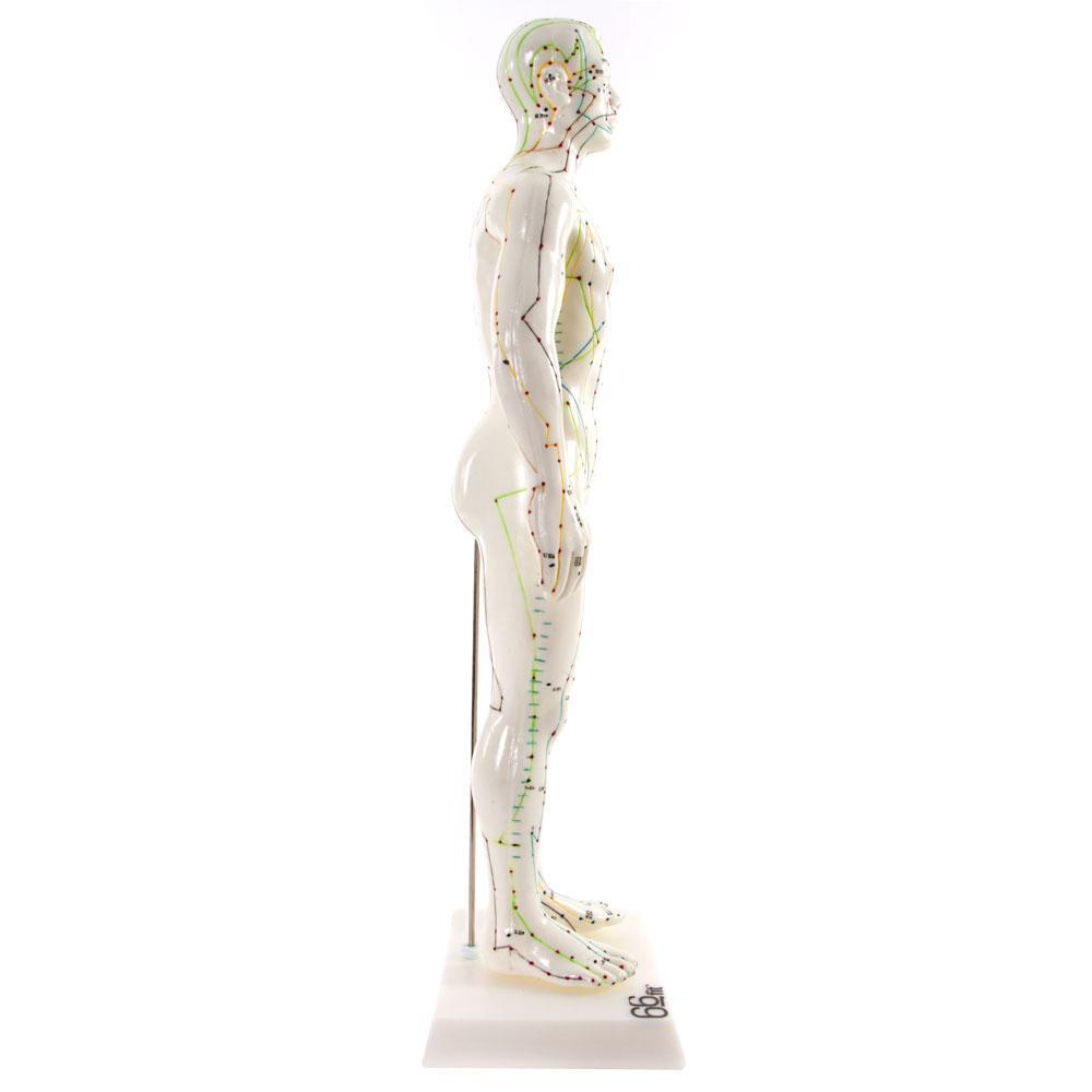 Male Acupuncture Model 50cm for Teaching and Training