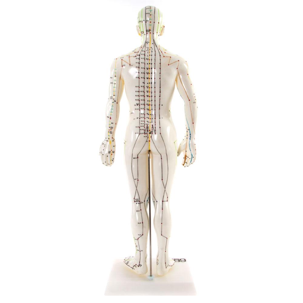 Male Acupuncture Model 50cm for Teaching and Training