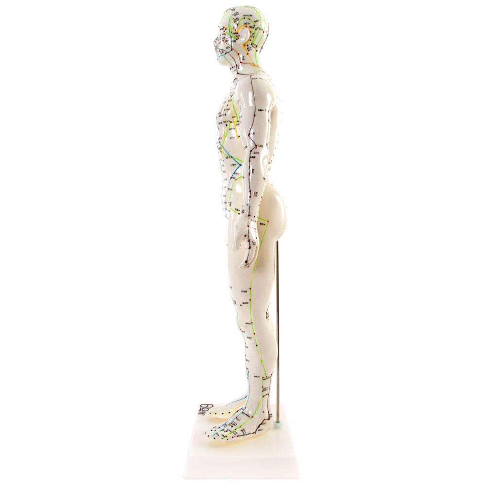 Male Acupuncture Model 50cm for Teaching and Training