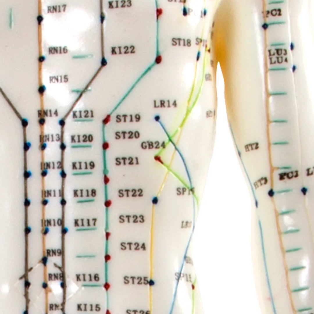 Male Acupuncture Model 50cm for Teaching and Training