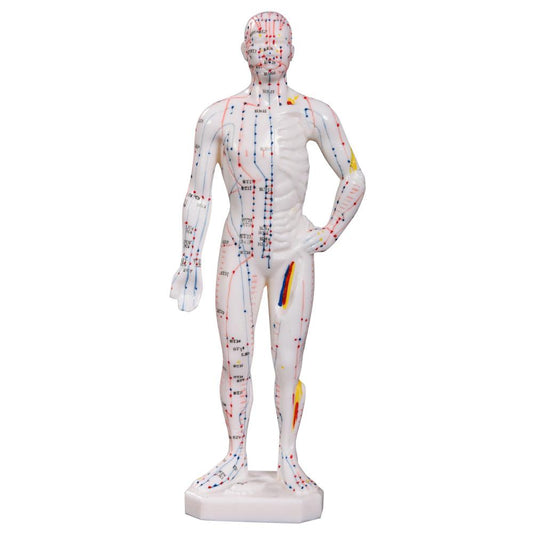 Acupuncture Model 26cm - Educational Male Miniature
