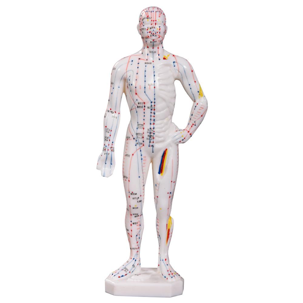 Acupuncture Model 26cm - Educational Male Miniature