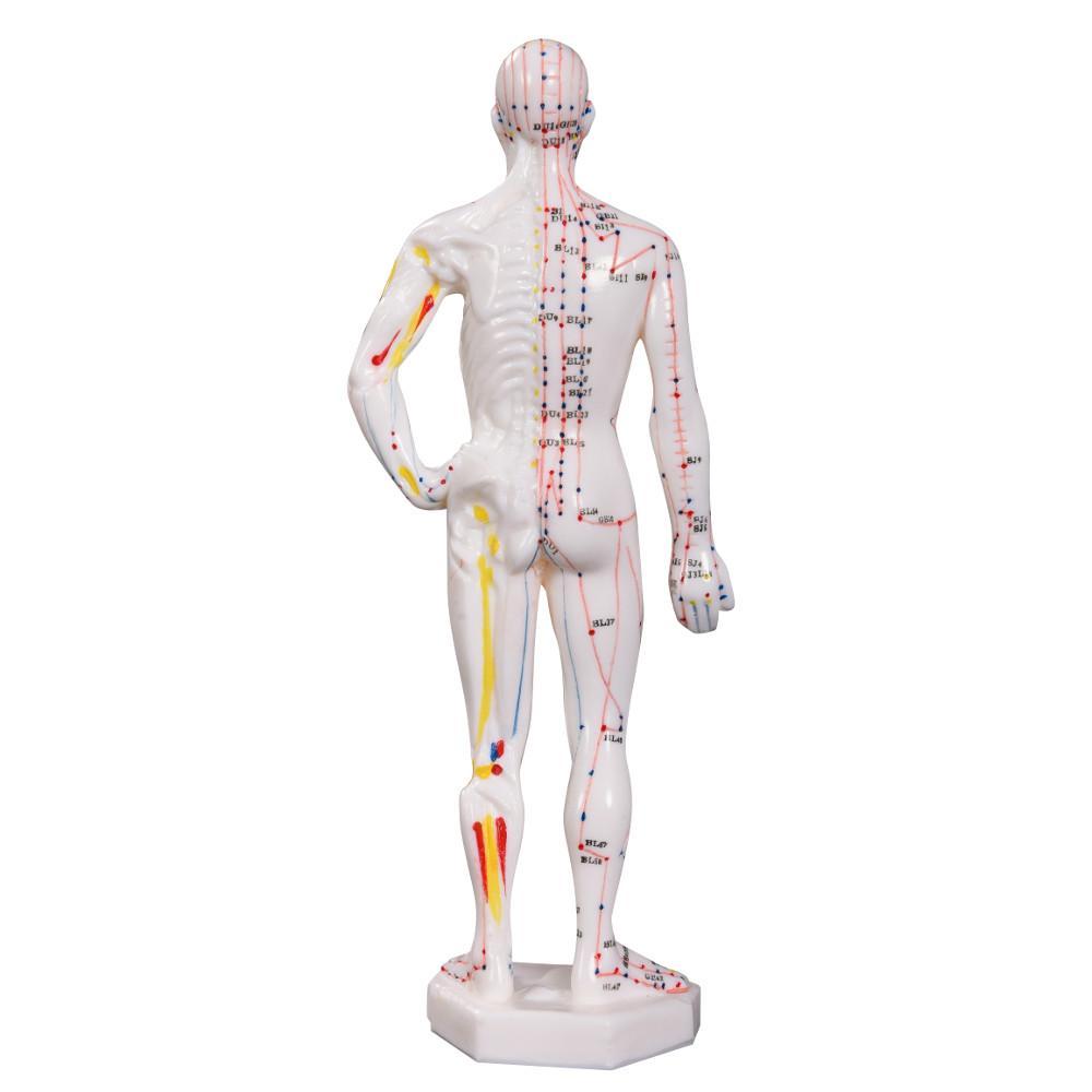 Acupuncture Model 26cm - Educational Male Miniature