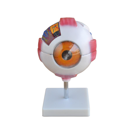 Giant Eye Anatomical Model for Educational Use