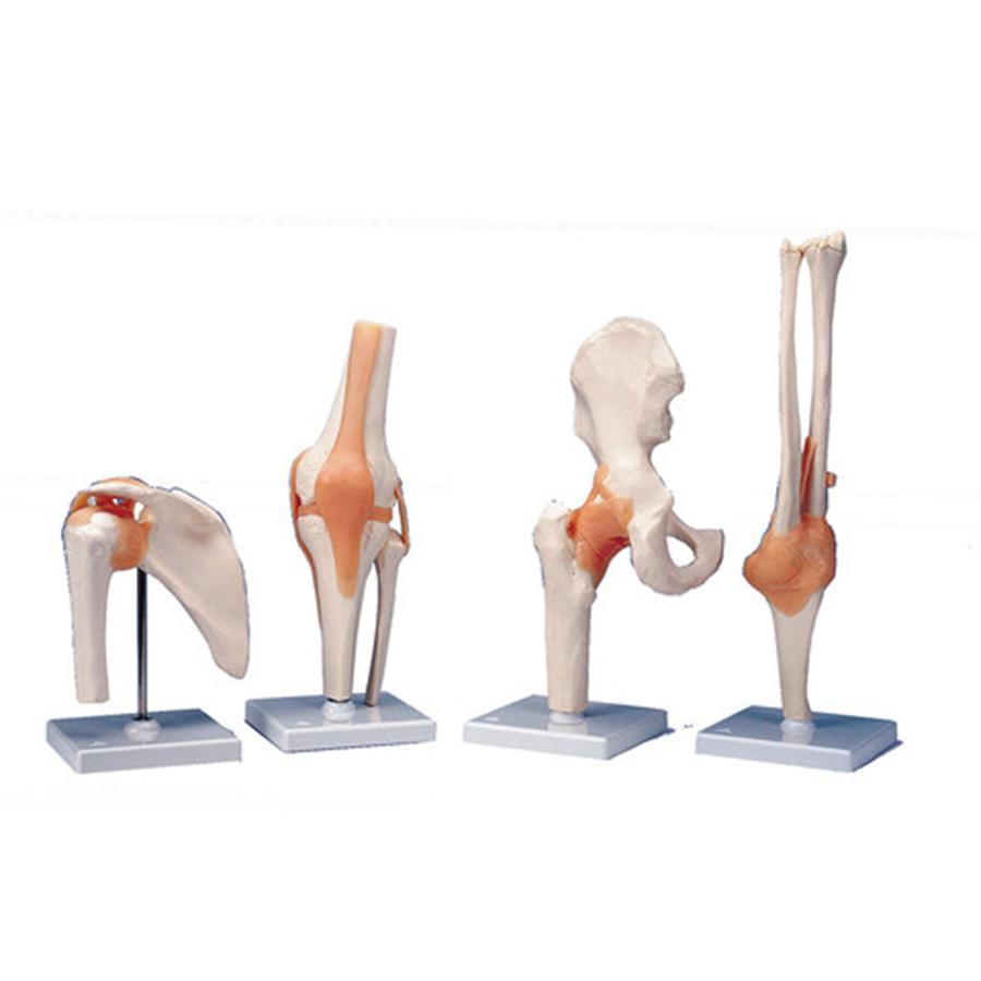 Shoulder Joint - Functional