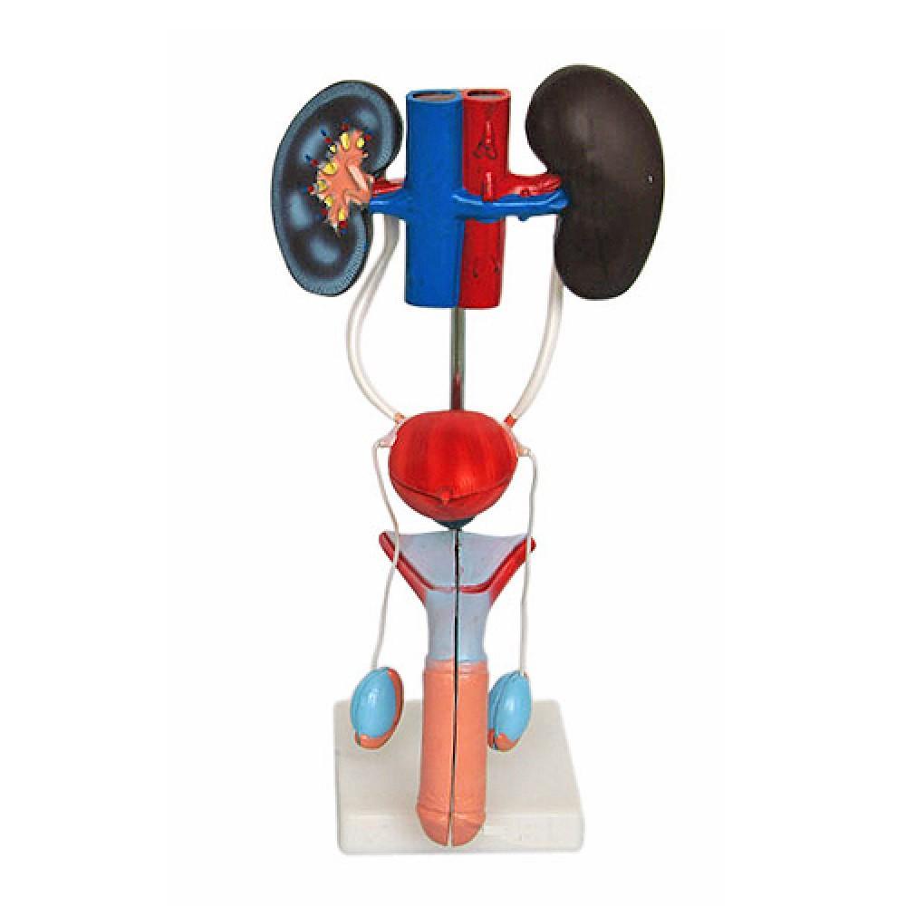 Male Urogenital System Model for Educational Use