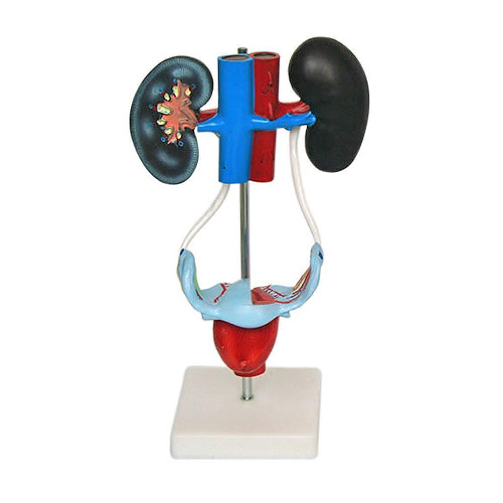 Female Urogenital System Model for Educational Use