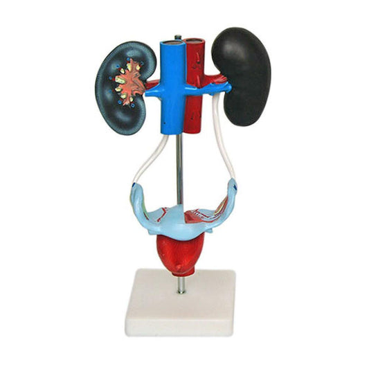 Female Urogenital System Model for Educational Use